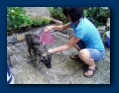 Linh gives the family dog ("Lucky") his daily bath.